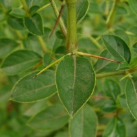 Barleria mysorensis B.Heyne ex Roth